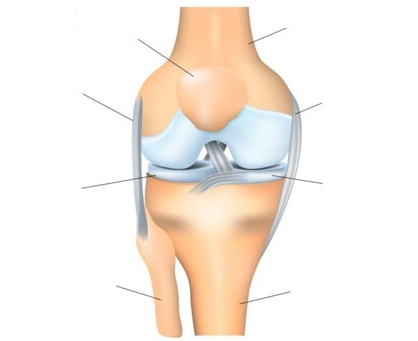 struktura zgloba koljena
